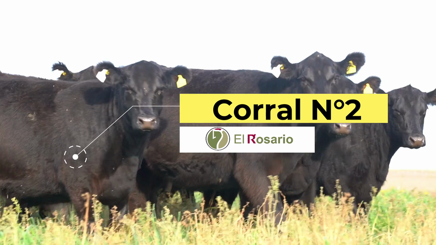 Lote EST. EL ROSARIO: VACAS A. ANGUS NEGRAS PC con Garantía de Preñez 2da Paricion