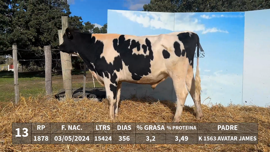 Lote LOTE 13 - RP 1878 - K 1563 AVATAR JAMES x KAROLINE 1280 ARIZONA DAUNTLESS