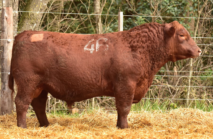 Lote TOROS ANGUS PC