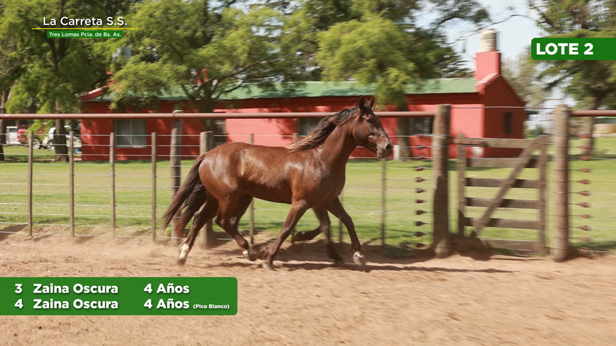 Lote 2 Yeguas