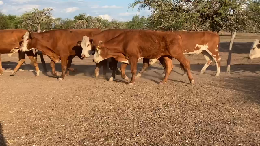 Lote 114 Novillos en Perugorría, Corrientes