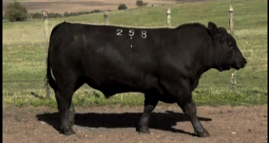 Lote Angus