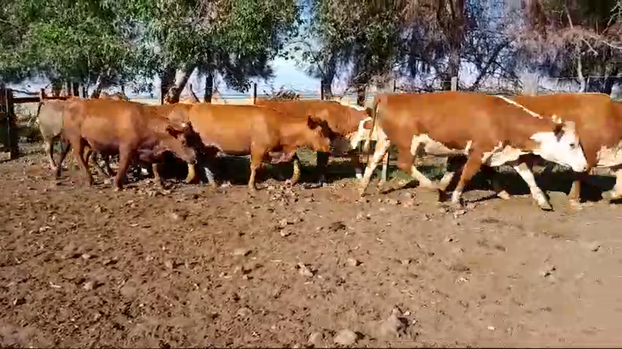 Lote 8 Vaquillonas preñadas 4 HE,  2 RA,  2 CRUZAS a remate en 1° Remate Virtual BALTASAR BRUM 360kg -  en SARANDI DE YACUY, 30 DE B.BRUM, 10 KM DE RUTA 3