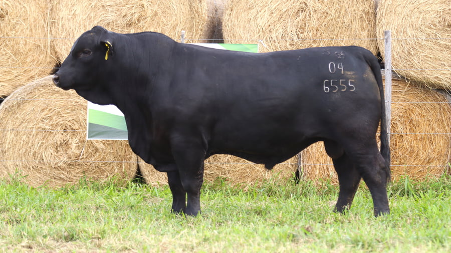 Lote LOTE 77