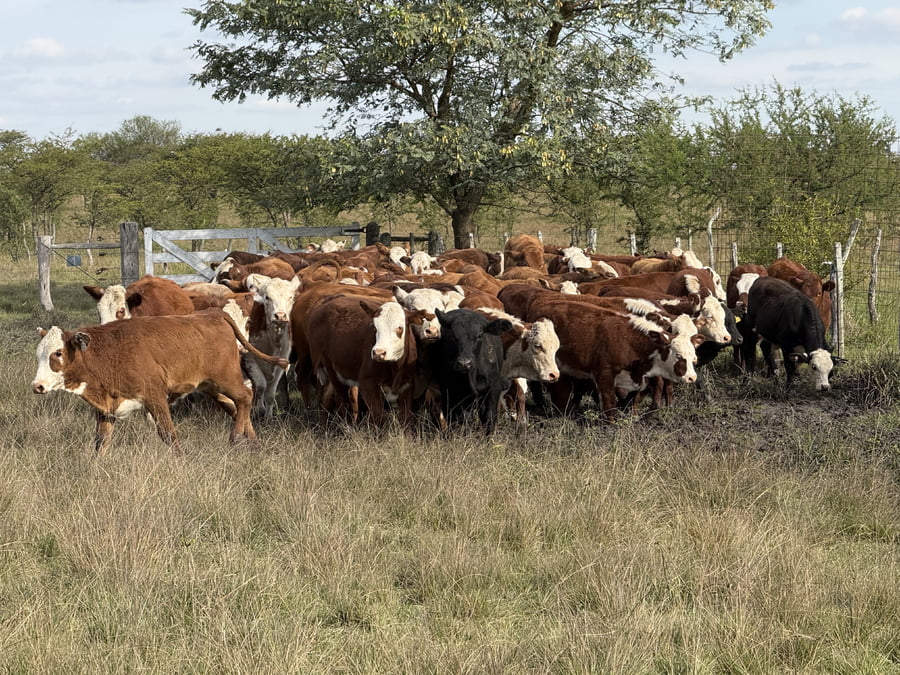 Lote 70 Terneros/as en Corrientes, Mercedes