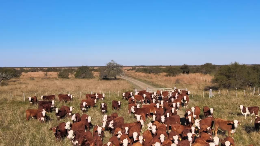 Lote 120 Novillitos en Corrientes, Curuzu Cuatia