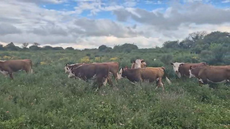 Lote 12 Terneros y Terneras a remate en Pantalla Camy 150kg - , San José