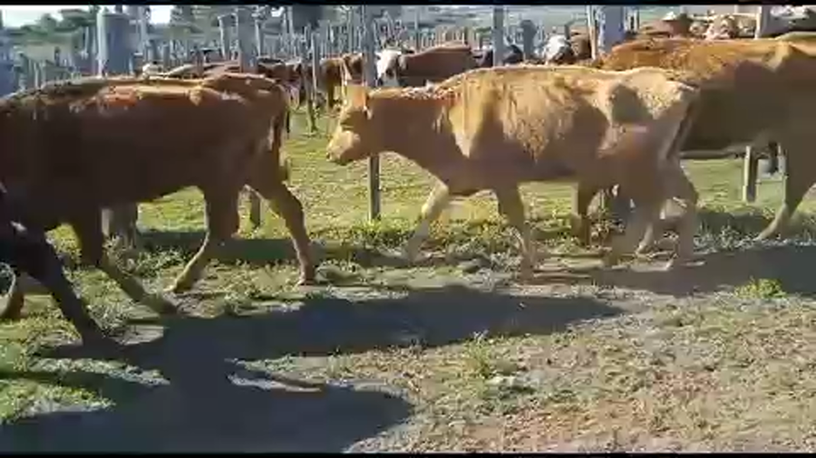 Lote 7 Vacas de Invernada en Tupambaé, Cerro Largo