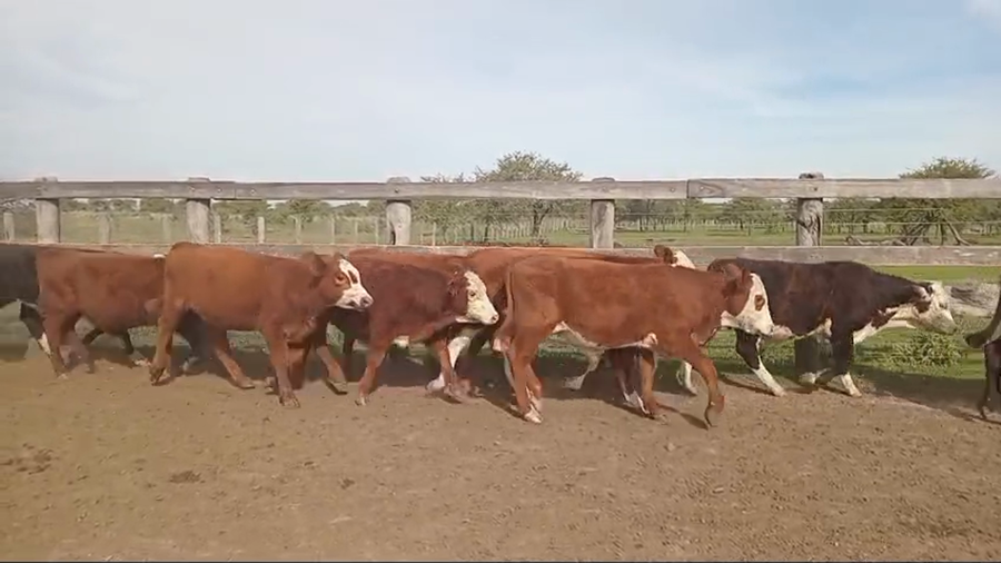 Lote 80 Terneros
