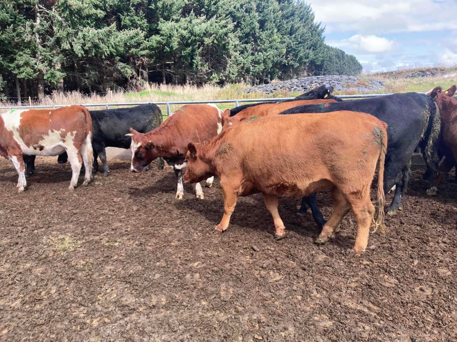 Lote 35 Vaquilla Gorda en X Región Los Lagos, Llanquihue