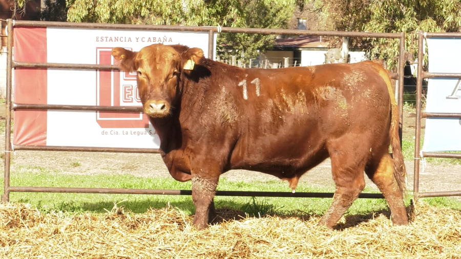Lote TOROS ANGUS COLORADOS PC