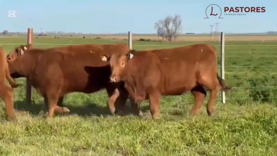 Lote Cabaña Pastores