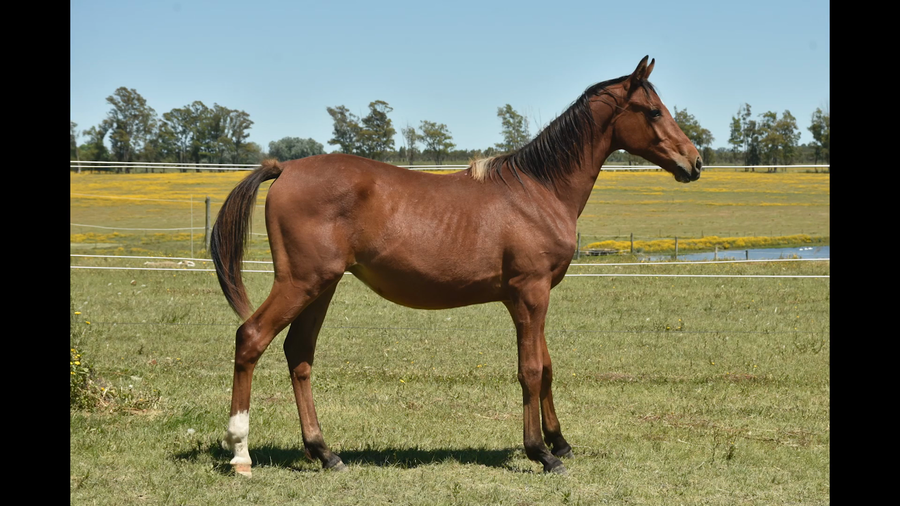 Lote ER PATRIA CENRRUKO