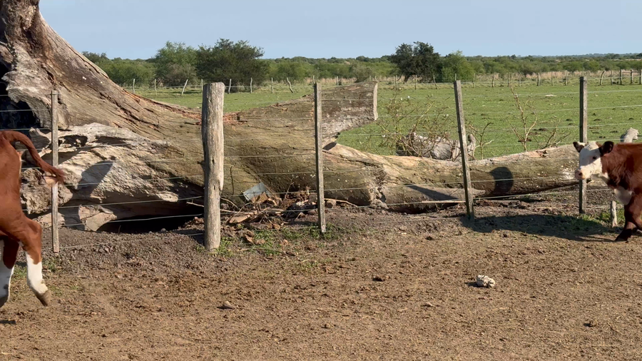 Lote 109 Terneros/as en Corrientes, Perugorría