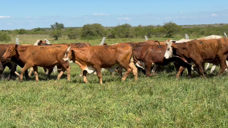 Lote 66 Novillitos