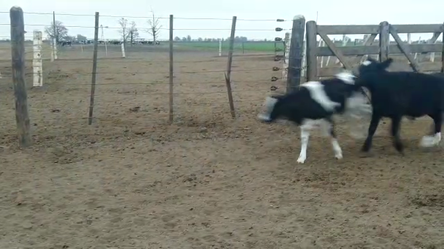 Lote 43 Terneros Holando Argentino y Jersey en Brinkmann, Córdoba
