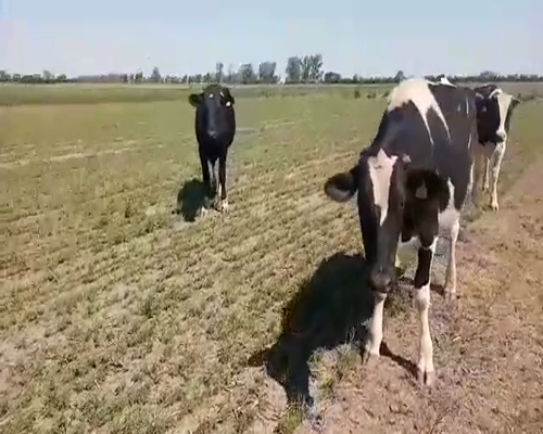 Lote 5 Novillos en Sunchales, Santa Fe