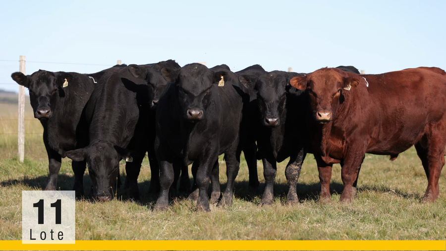 Lote (Vendido)Toros a remate en Subasta Toros de La Competencia, Montevideo