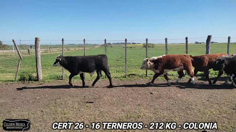 Lote 16 Terneros en Colonia