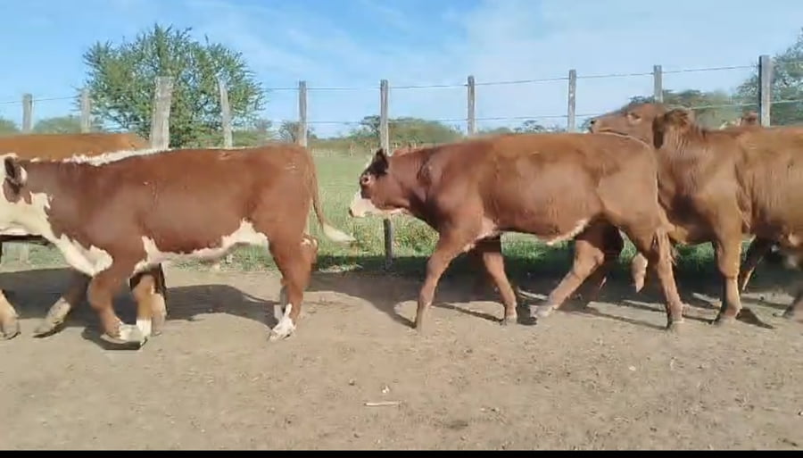 Lote 75 Terneros en Corrientes, Curuzú-Cuatiá