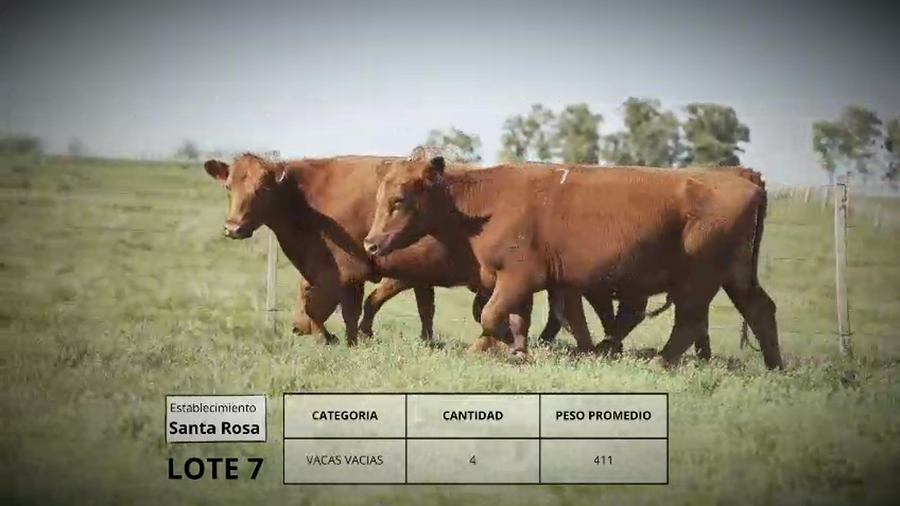 Lote Vacas vacias Lote 7
