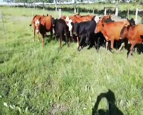 Lote 25 Terneros/as en Villaguay, Entre Ríos