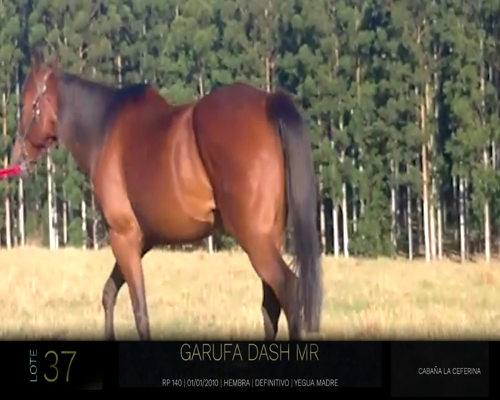 Lote GARUFA DASH MR