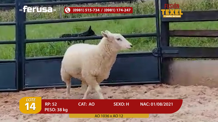 Lote Lote 14