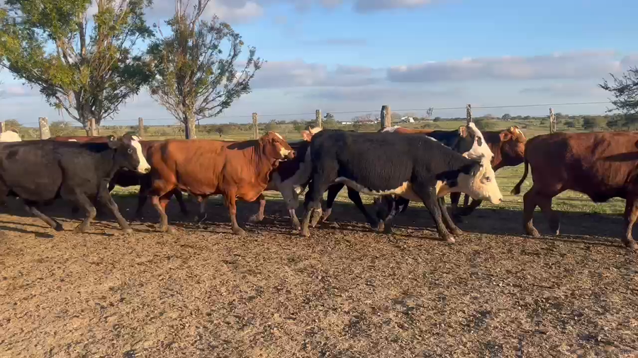 Lote 23 Vaquillonas preñadas en Corrientes, Curuzú-Cuatiá