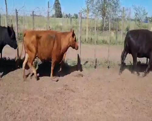Lote 42 Vacas nuevas Preñadas en Bolívar, Buenos Aires