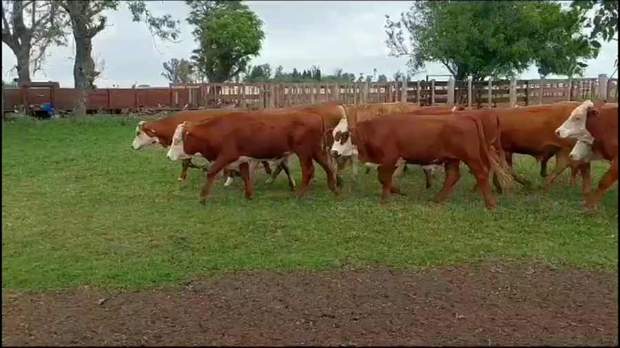 Lote 220 Novillitos en Gualeguay, Entre Ríos