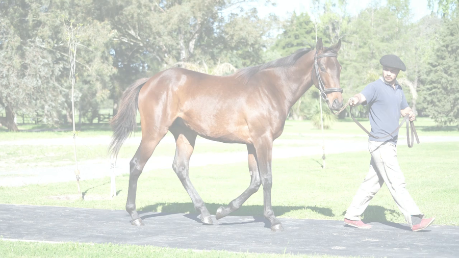 Lote COOPER BEACH (TREASURE BEACH -  COORDENADORA)