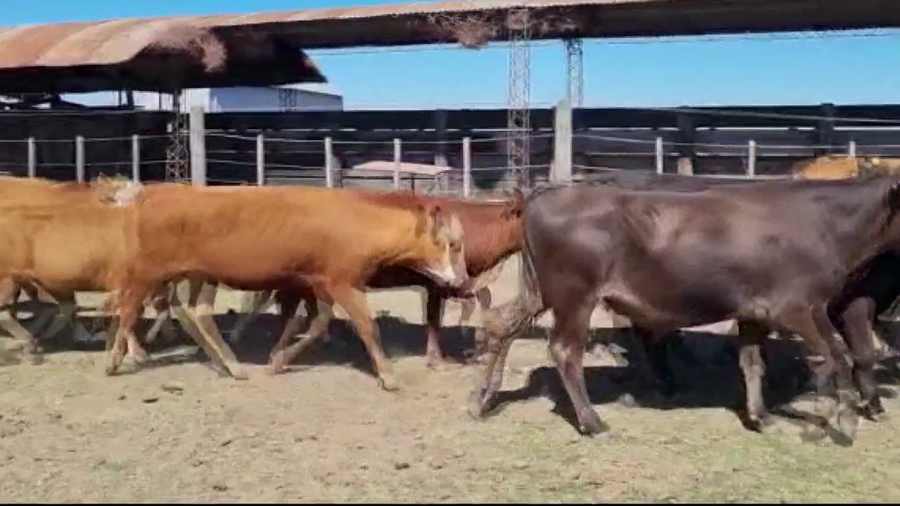 Lote 48 Novillitos y vaquillonas en Ceres, Santa Fe