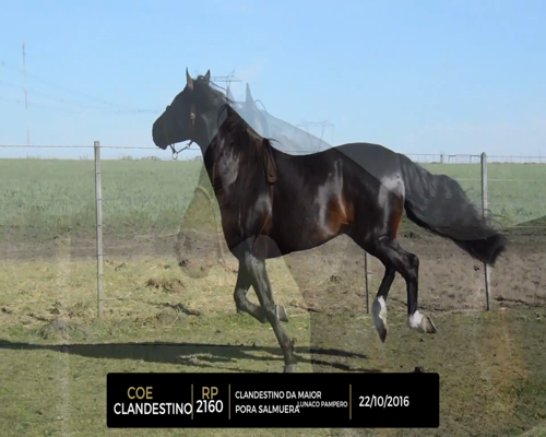 Lote COE CLANDESTINO