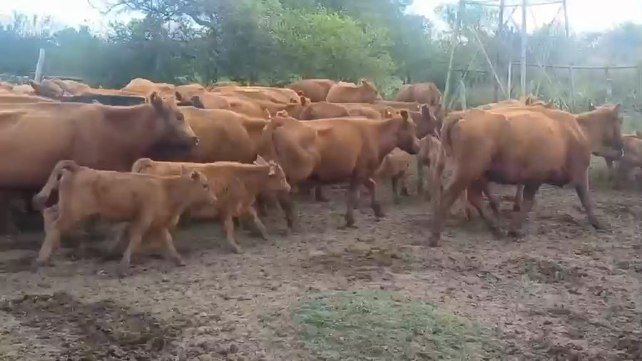Lote 109 Vacas con Cría  en Entre Ríos, Federal