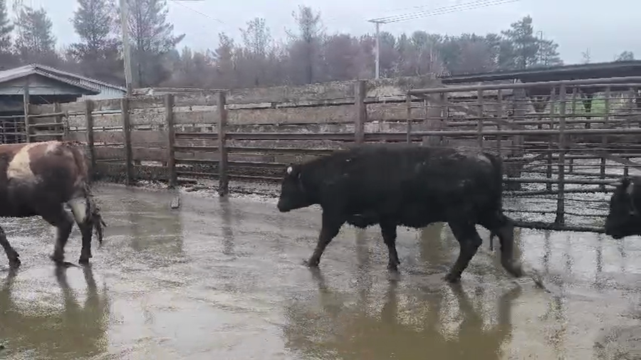 Lote 20 Vaquilla Gorda en Los Ángeles, VIII Región Biobío