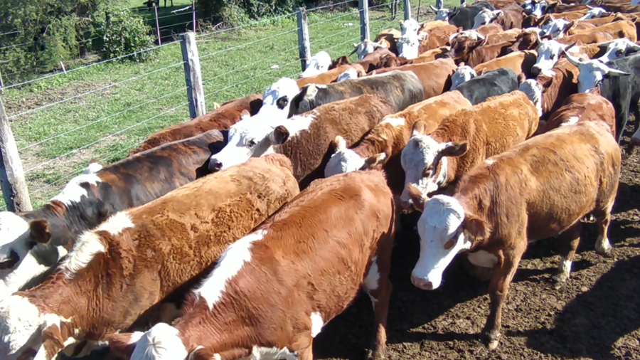 Lote 55 Novillos en Saladas, Corrientes