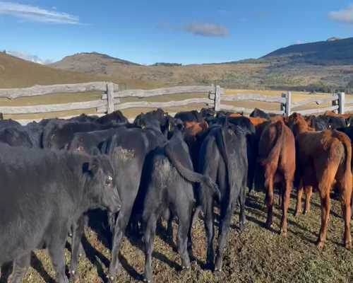 Lote 60 Ternero en Coyhaique, XI Región Aysén