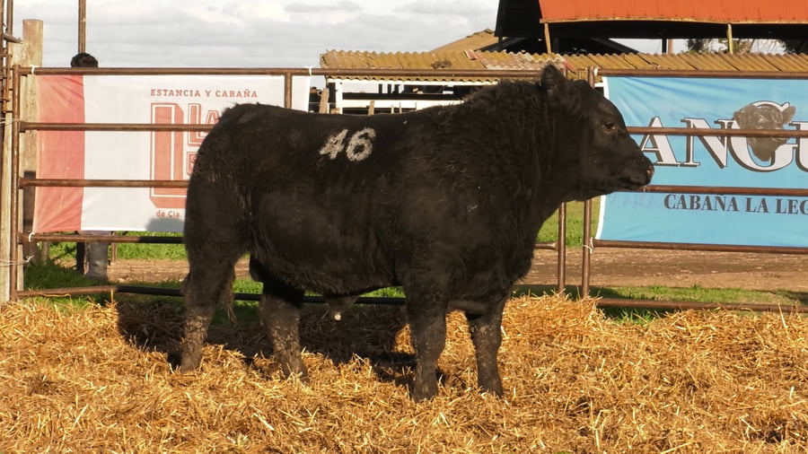 Lote TOROS ANGUS NEGROS PC