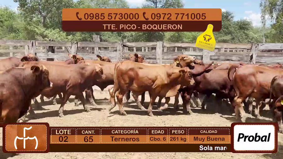 Lote Terneros Cbo 6