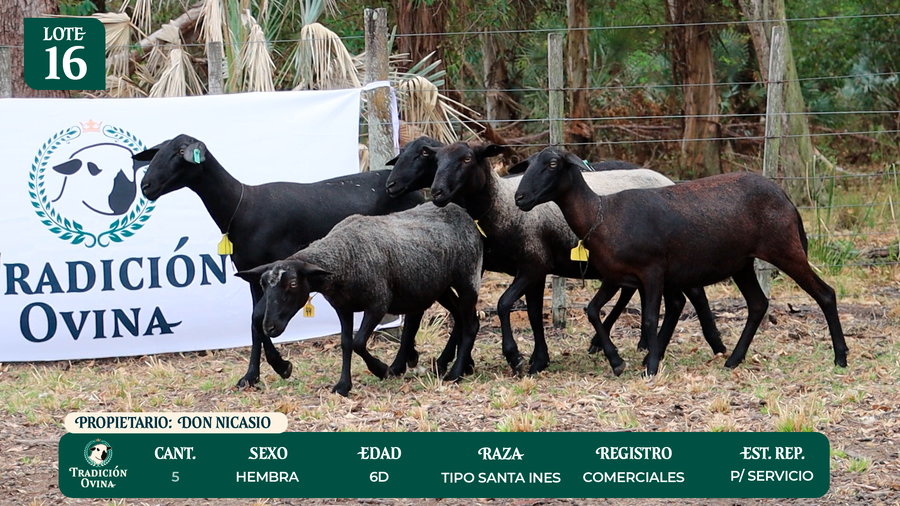 Lote LOTE 16 - POR PANTALLA