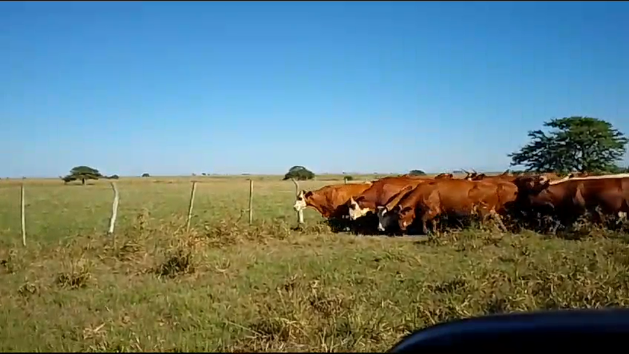 Lote 30 Vacas faena UE en Corrientes, Mercedes