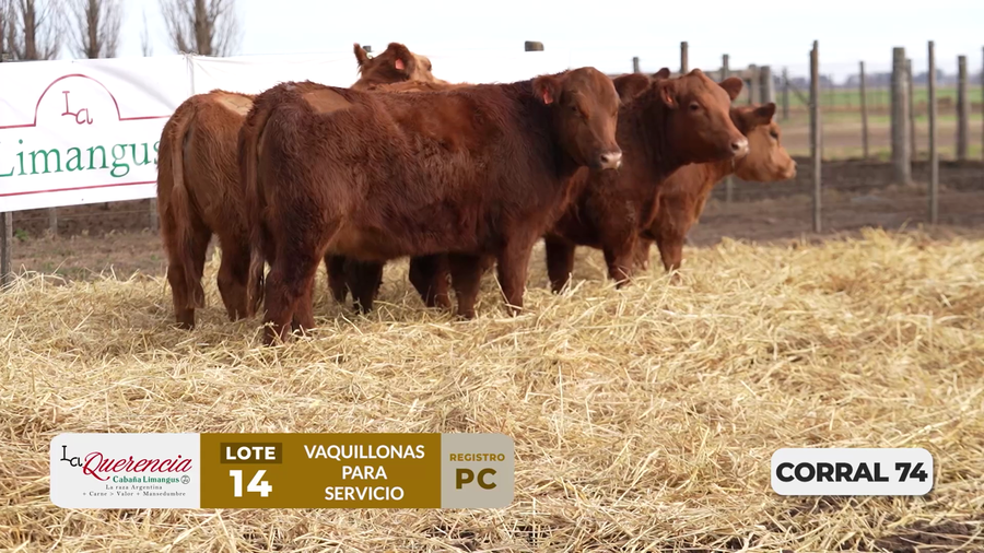 Lote VAQUILLONAS PC PARA SERVICIO