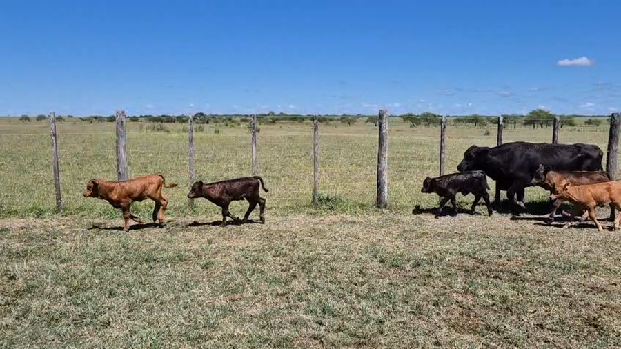 Lote 46 Vacas C/ cria en Corrientes, Curuzú-Cuatiá