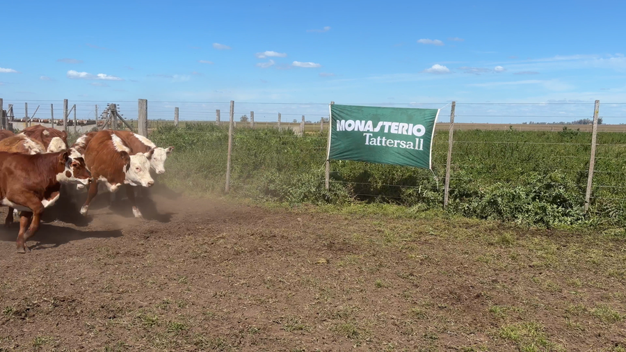 Lote 48 Terneros/as