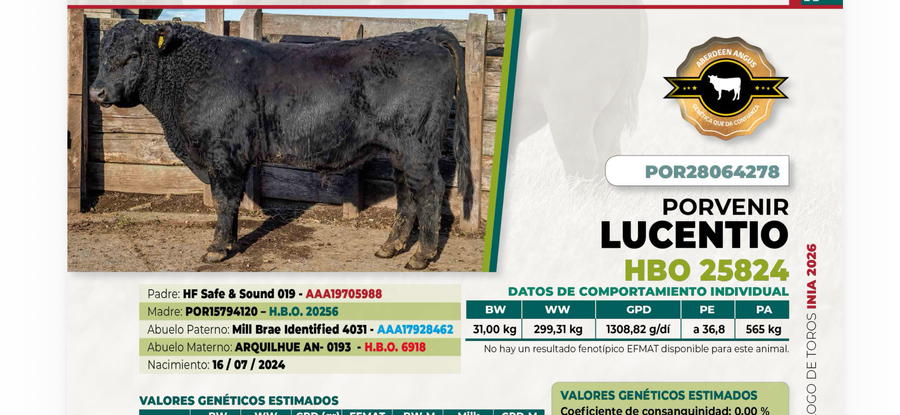 Lote 1 Toro LUCENTIO DIIO 4278