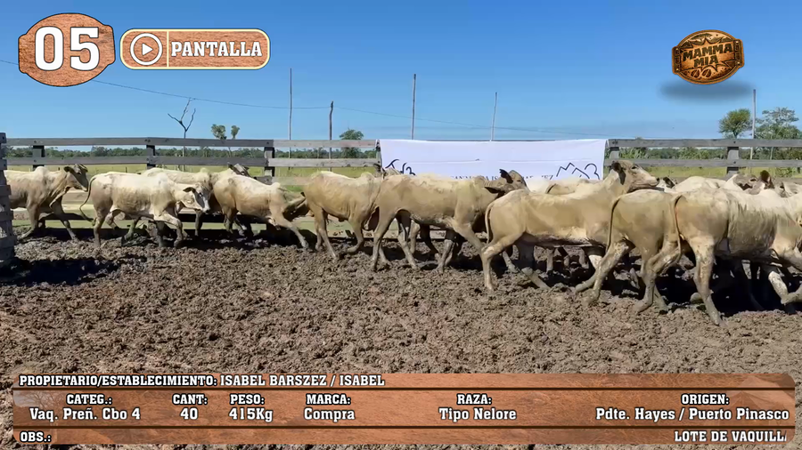 Lote LOTE 5 - POR PANTALLA