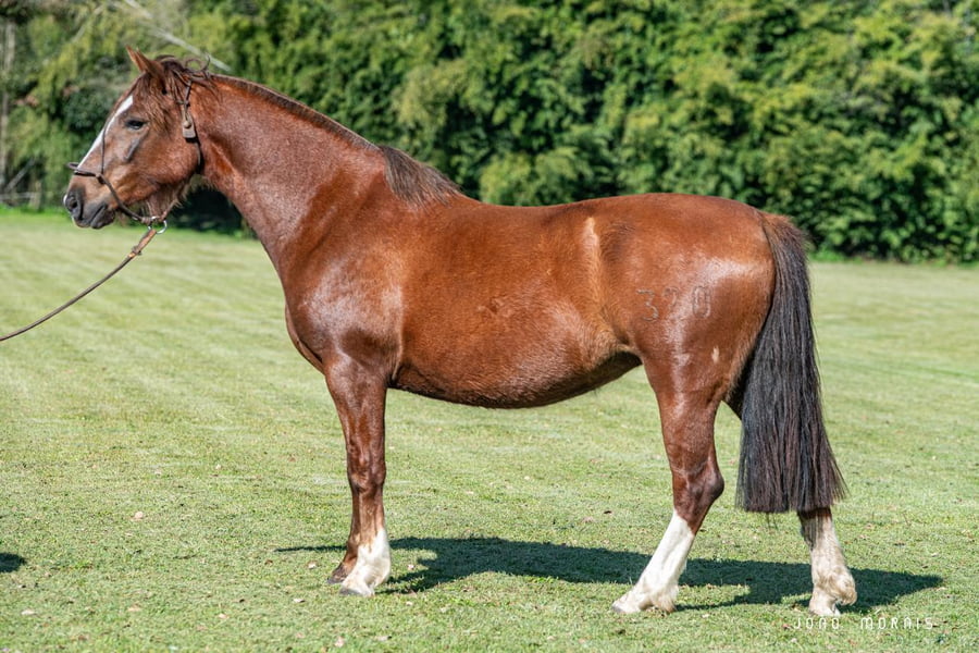 Lote Afianzado Martingala