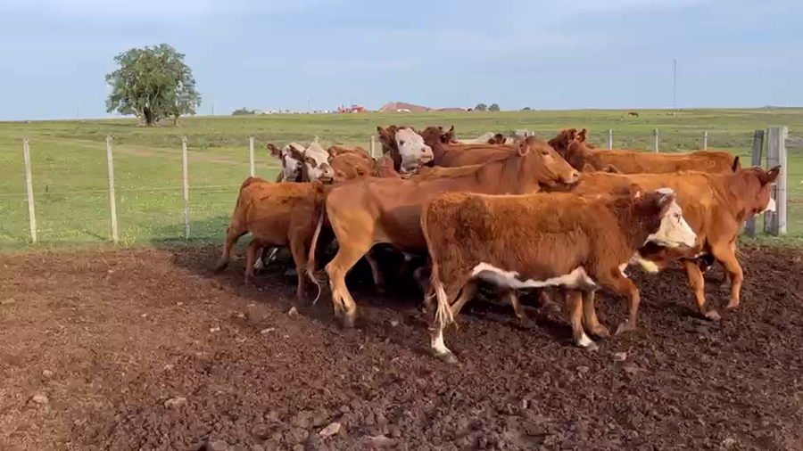 Lote VIENTRES ENTORADOS