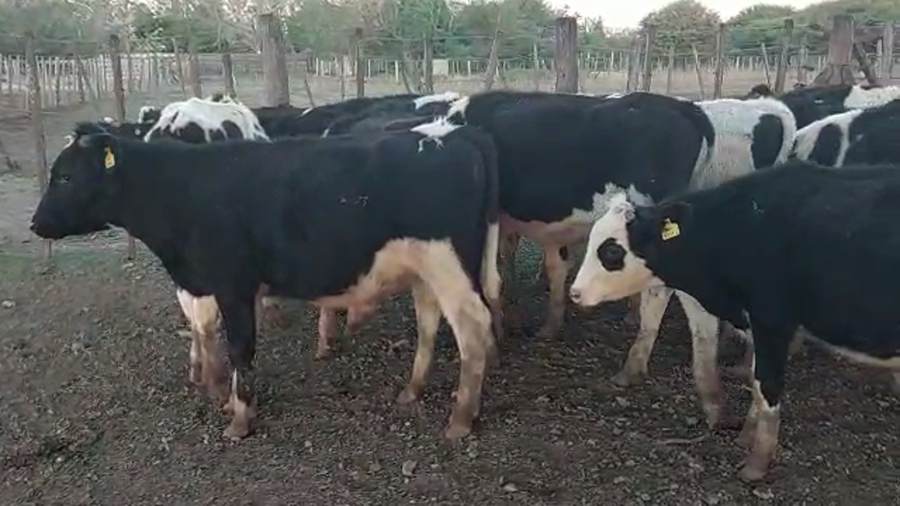 Lote 20 Terneros en Santa Fe, Palacios